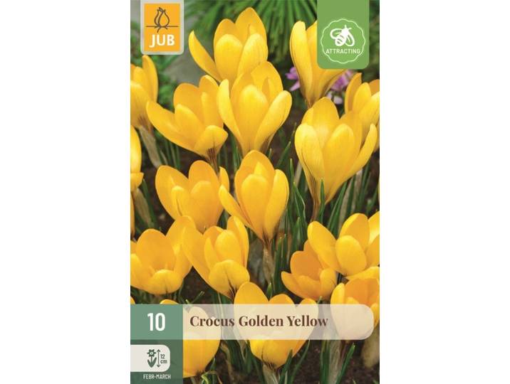 Krokus golden yellow 10 bollen