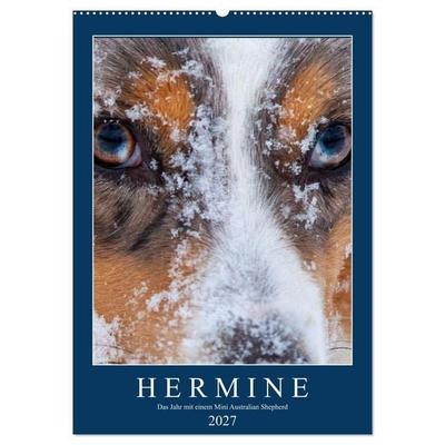 Hermine - Ein Jahr mit einem Mini Australian Shepherd (Wandkalender 2027 DIN A2 hoch), CALVENDO Monatskalender
