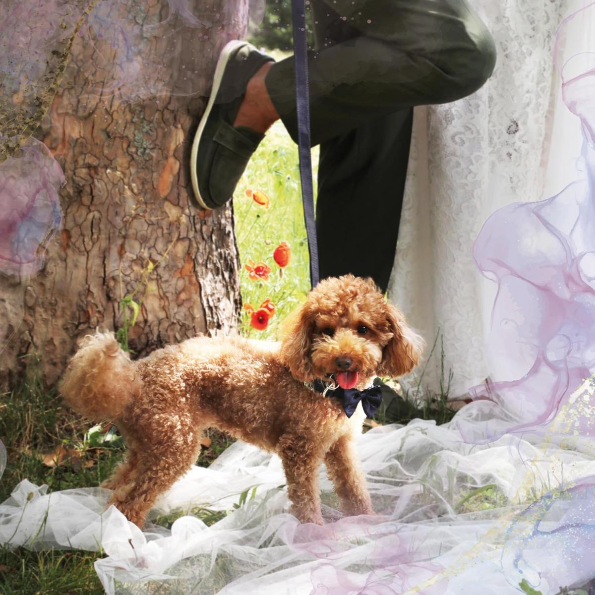 Croci Guinzaglio per Cane Ceremony Groom Blu 150CM