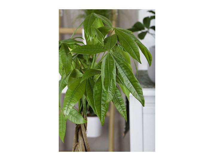 Qualité & Prix Glückskastanie Pachira aquatica im Topf ⌀ 19 cm