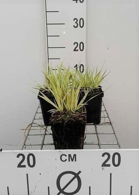 6 x Molinia caerulea Variegata Gestreepte pijpenstengels GRDplanten Pot van 9 x 9 cm