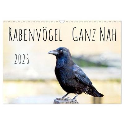Rabenvögel - ganz nah (Wandkalender 2026 DIN A3 quer), CALVENDO Monatskalender