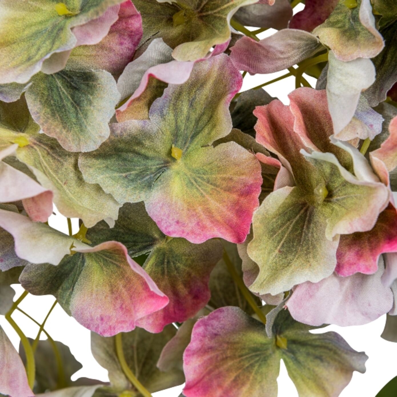 Gasper Hortensie Gigant, Bunt H: 73 cm  Bunt