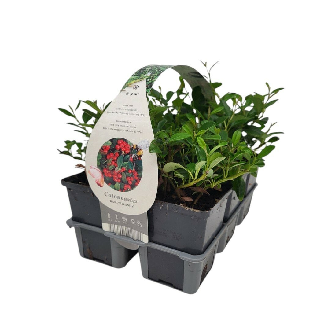 Cotoneaster dam. 'Miranda' dwergmispel van De Jong tuinplanten