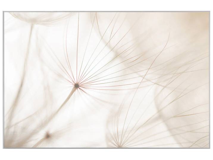 Bild mit Rahmen Pusteblume 2 image LAND