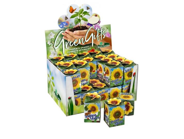 Greengift Zonnebloem in showdoos