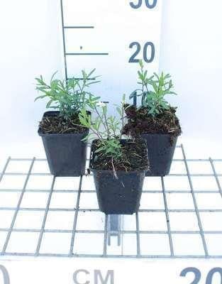6x Iberis sempervirens Schneeflocke Slijpflaatbloem Pot 9 x 9 cm - GRDplanten