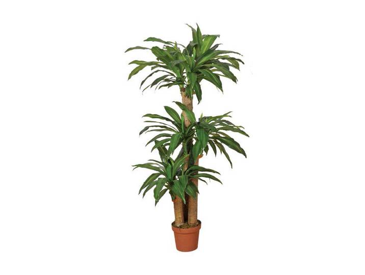 Kunstplanten Dracena 145cm