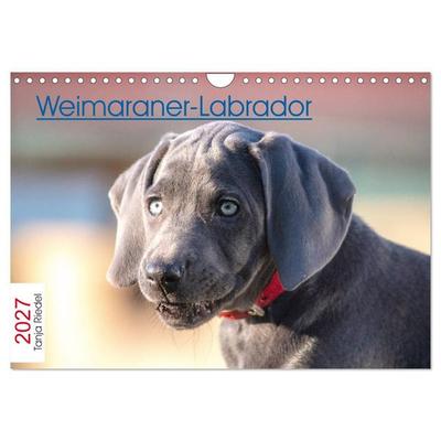 Weimaraner-Labrador (Wandkalender 2027 DIN A4 quer), CALVENDO Monatskalender