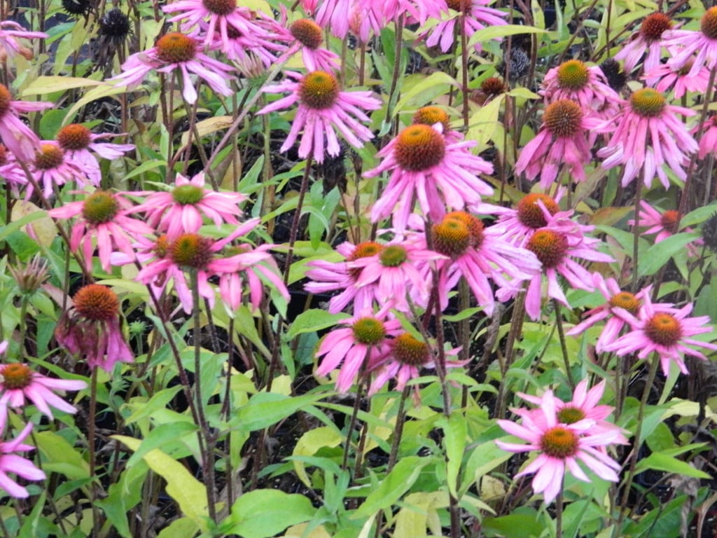 6 x Echinacea Purpurea Zonnehoed - Pot van 9x9 cm - GRDplanten