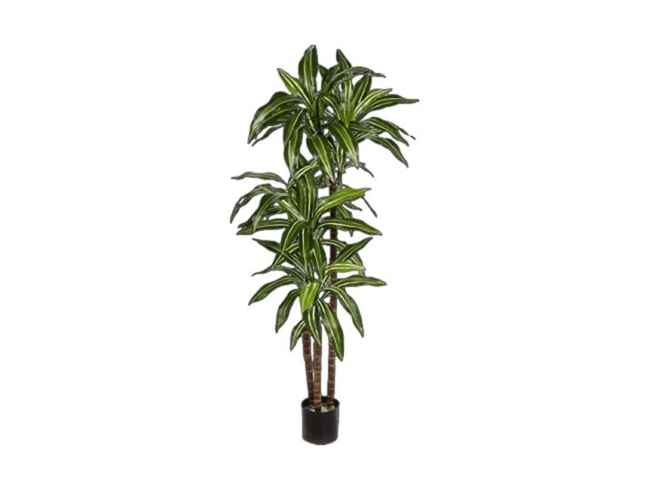 Lebensechte Kunstpflanze „Dracanea Fragrans“, verschiedene Grössen Grün Baq Design