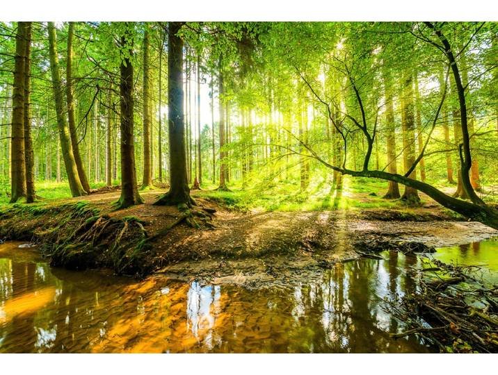 Papermoon WALD-HERBST NATUR LANDSCHAFT BÄUME DSCHUNGEL SEE BIRKEN