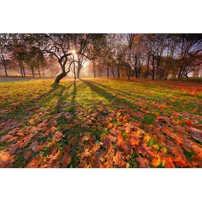 Fototapete PAPERMOON "Park", bunt, B:4,5m L:2,8m, Vlies, Tapeten