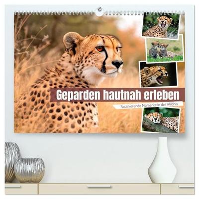 Geparden hautnah erleben (hochwertiger Premium Wandkalender 2027 DIN A2 quer), Kunstdruck in Hochglanz
