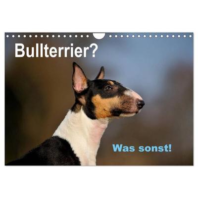 Bullterrier? Was sonst! (Wandkalender 2027 DIN A4 quer), CALVENDO Monatskalender