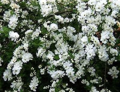 Parelstruik Exochorda hybr. The Bride - 50-60 cm pot