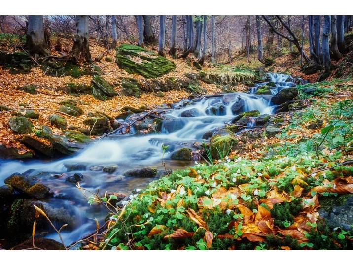 Fototapete PAPERMOON Fluss im Wald , bunt, B:2,5m L:1,86m, Vlies, Tapeten, Fototapete