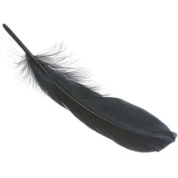 5x Knorr Prandell, Naturmaterialien, Gänsefedern ca. 16 - 21cm schwarz VE=8 Stück