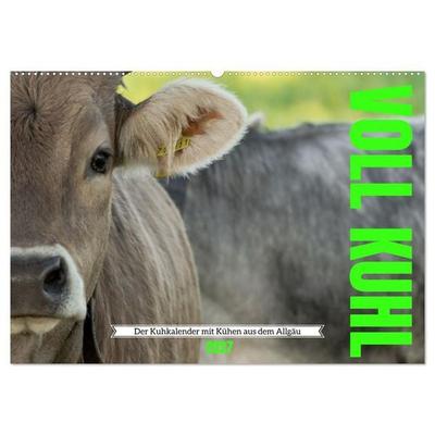 Voll kuhl - der Kuhkalender mit Kühen aus dem Allgäu (Wandkalender 2027 DIN A2 quer), CALVENDO Monatskalender