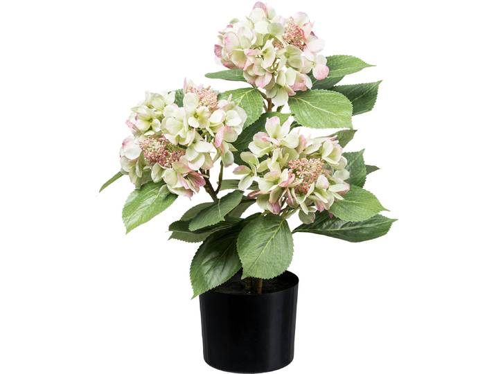 Kunstpflanze CREATIV GREEN Hortensienbusch , grün (grünrosa), H:53cm, Kunstpflanzen, Kunstpflanze, mit traumhaft schönen Blüten