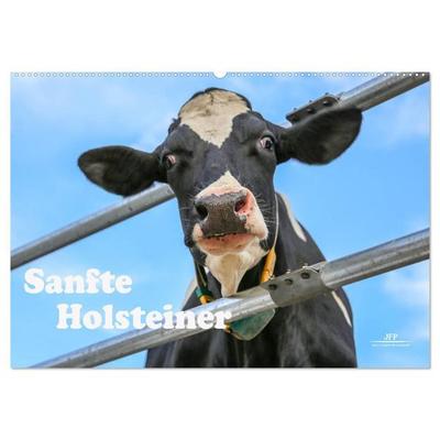 Sanfte Holsteiner (Wandkalender 2027 DIN A2 quer), CALVENDO Monatskalender