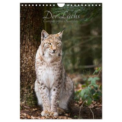 Der Luchs - Europas größte Samtpfote (Wandkalender 2026 DIN A4 hoch), CALVENDO Monatskalender