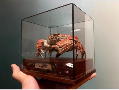 Inspire Essentials Real Crab Specimen Display Collectible Ocean Decor Desk Ornament 17
