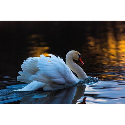 Fototapete PAPERMOON "Schwan im Wasser", bunt, B:4,5m L:2,8m, Vlies, Tapeten