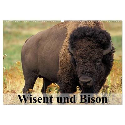 Wisent und Bison (Wandkalender 2027 DIN A2 quer), CALVENDO Monatskalender