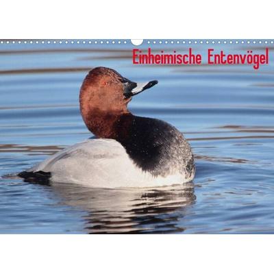Einheimische Entenvögel (Wandkalender 2022 DIN A3 quer)