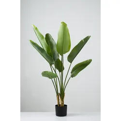 Kunstpflanze STRELIZIE (BHT 50x120x42 cm) - grün - BHT 50x120x42 cm