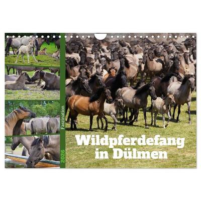 Faszination Wildpferdefang in Dülmen (Wandkalender 2026 DIN A4 quer), CALVENDO Monatskalender