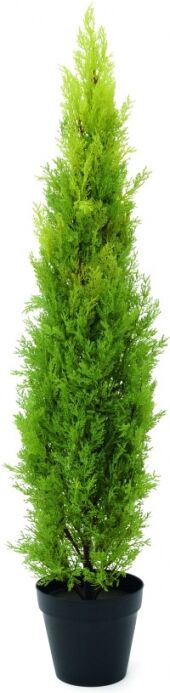 Europalms Zypresse, Leyland, 120cm -B-Stock-