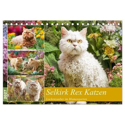 Selkirk Rex Katzen. Lockenzauber im Blumengarten (Tischkalender 2027 DIN A5 quer), CALVENDO Monatskalender