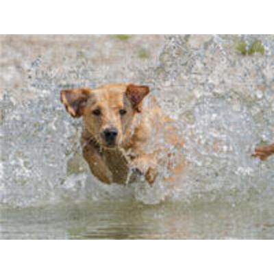 CALVENDO Puzzle Gelber Labrador Action am Wasser | 1000 Teile Lege-Größe 64x48cm Foto-Puzzle für glückliche Stunden