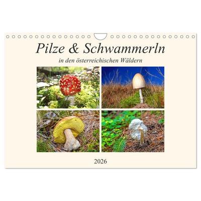Pilze & Schwammerln (Wandkalender 2026 DIN A4 quer), CALVENDO Monatskalender