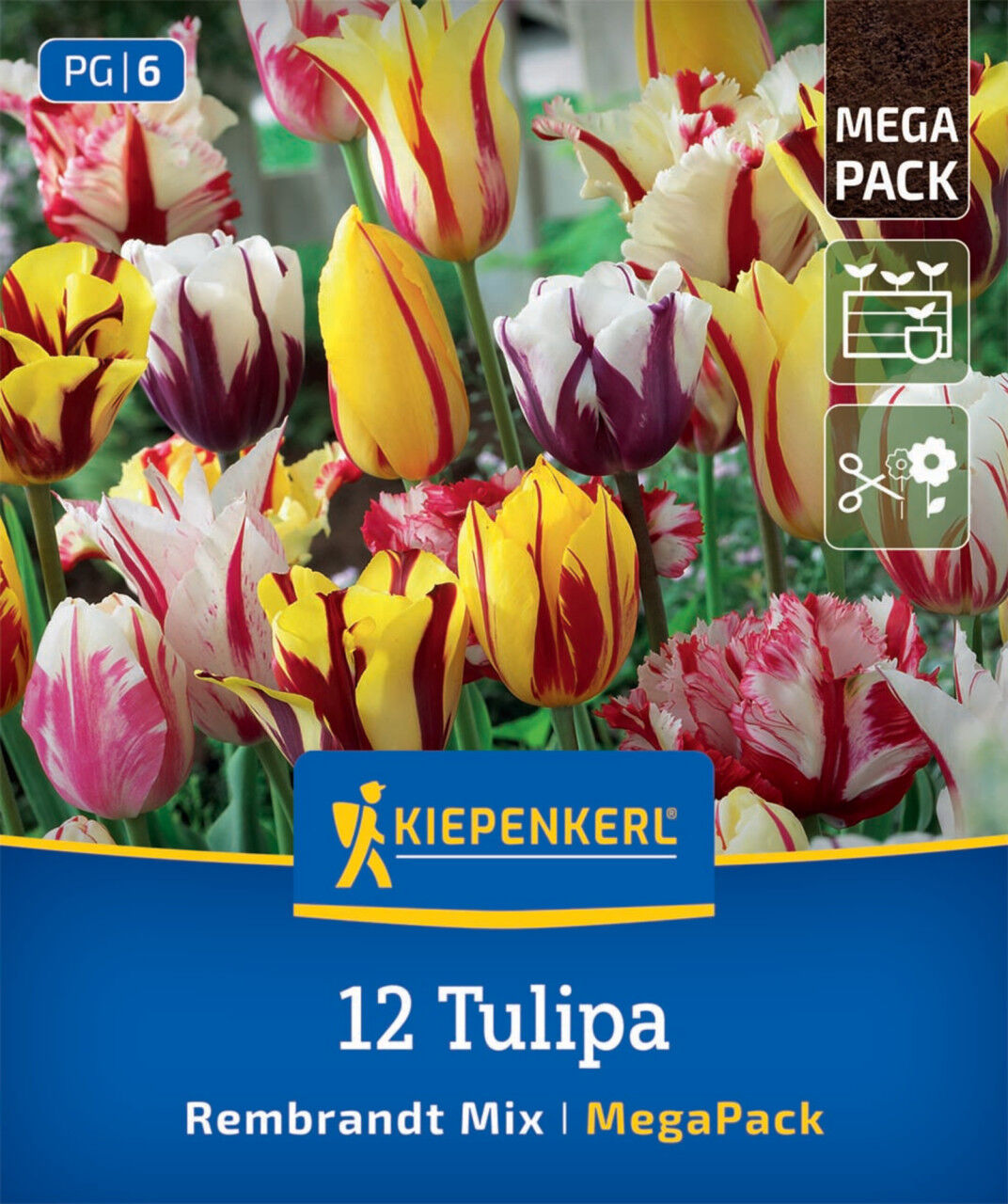 Kiepenkerl Herbstblumenzwiebel Tulpen Rembrandt-Tulpen Mischung 12 Stück