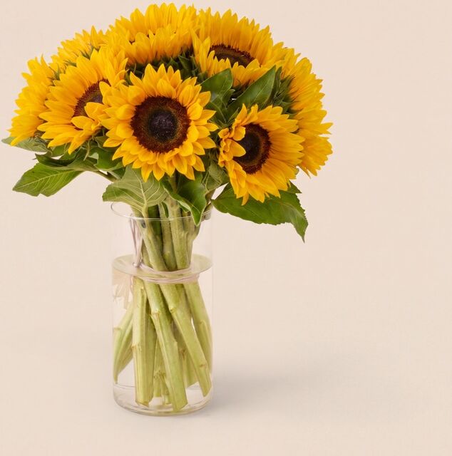 Bouquet de tournesol de saison : tournesols livrés à domicile - Interflora