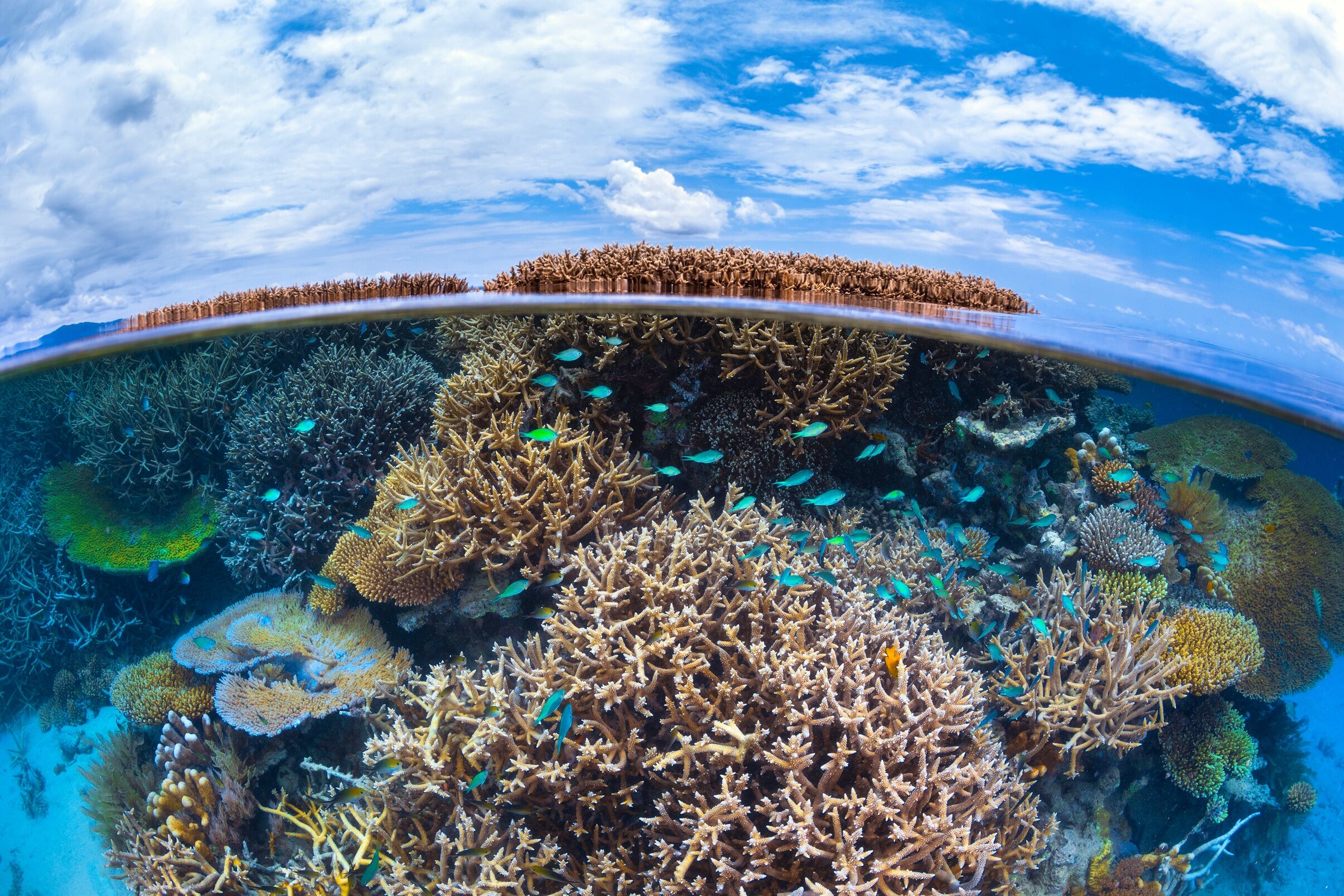 Fototapete PAPERMOON "Photo-Art BARATHIEU GABRIEL, SPLIT-LEVEL VON MAYOTTE REEF", bunt, B:1,5m L:1,11m, Vlies, Tapeten, Fototapete bunt B/L: 1,5m x 1,11m, Bahnen: 7 Stk.