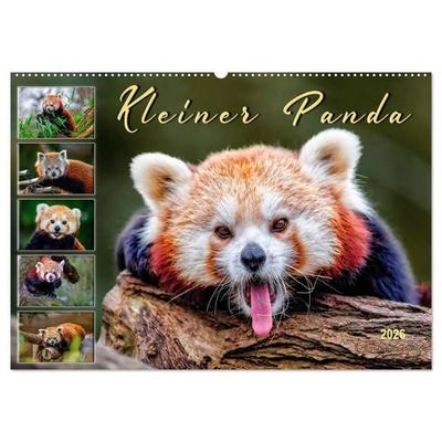Kleiner Panda (Wandkalender 2026 DIN A2 quer), CALVENDO Monatskalender