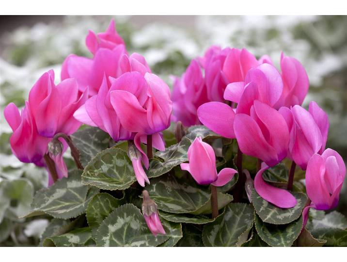 Cyclamen Ø15