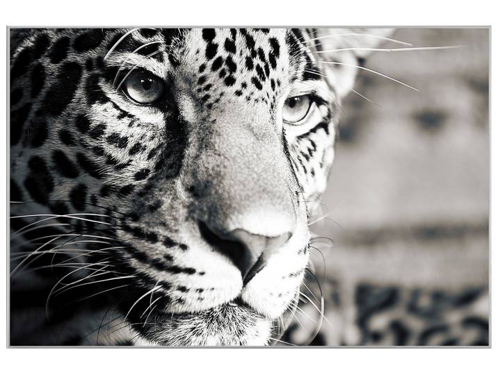 Bild mit Rahmen Leopard image LAND