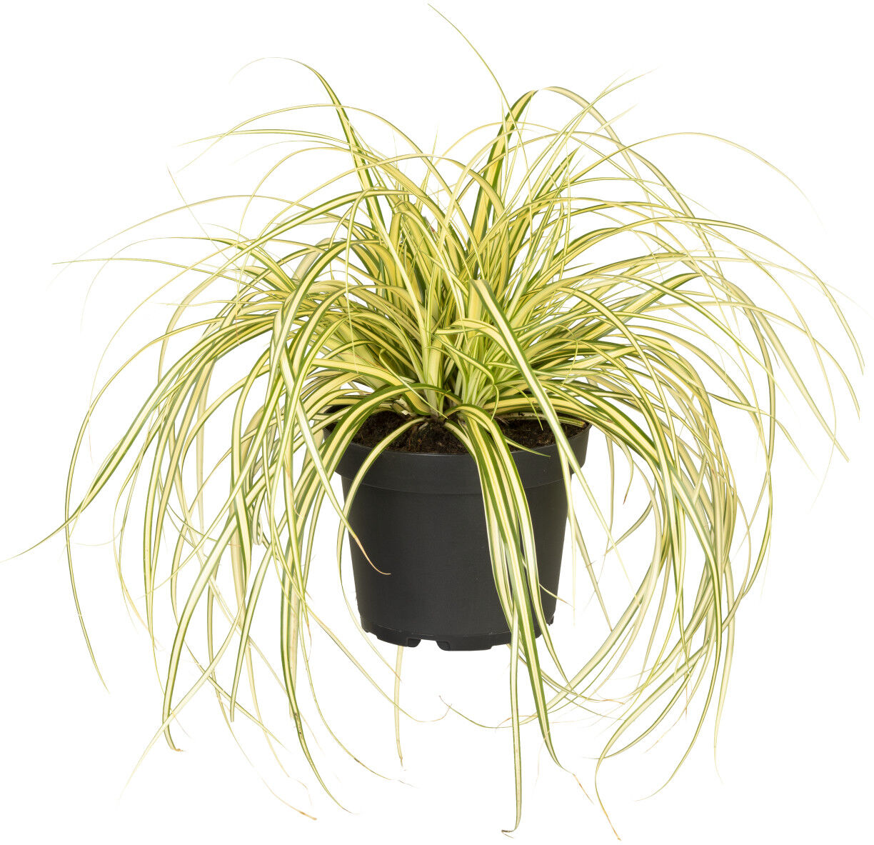 Pflanzen Gräser-Mix H 40 - 65 cm, 14 cm Topf
