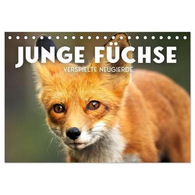 Junge Füchse - Verspielte Neugierde. (Tischkalender 2027 DIN A5 quer), CALVENDO Monatskalender