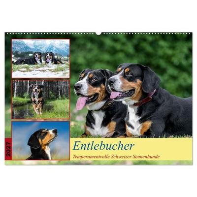 Entlebucher - Temperamentvolle Schweizer Sennenhunde (Wandkalender 2027 DIN A2 quer), CALVENDO Monatskalender