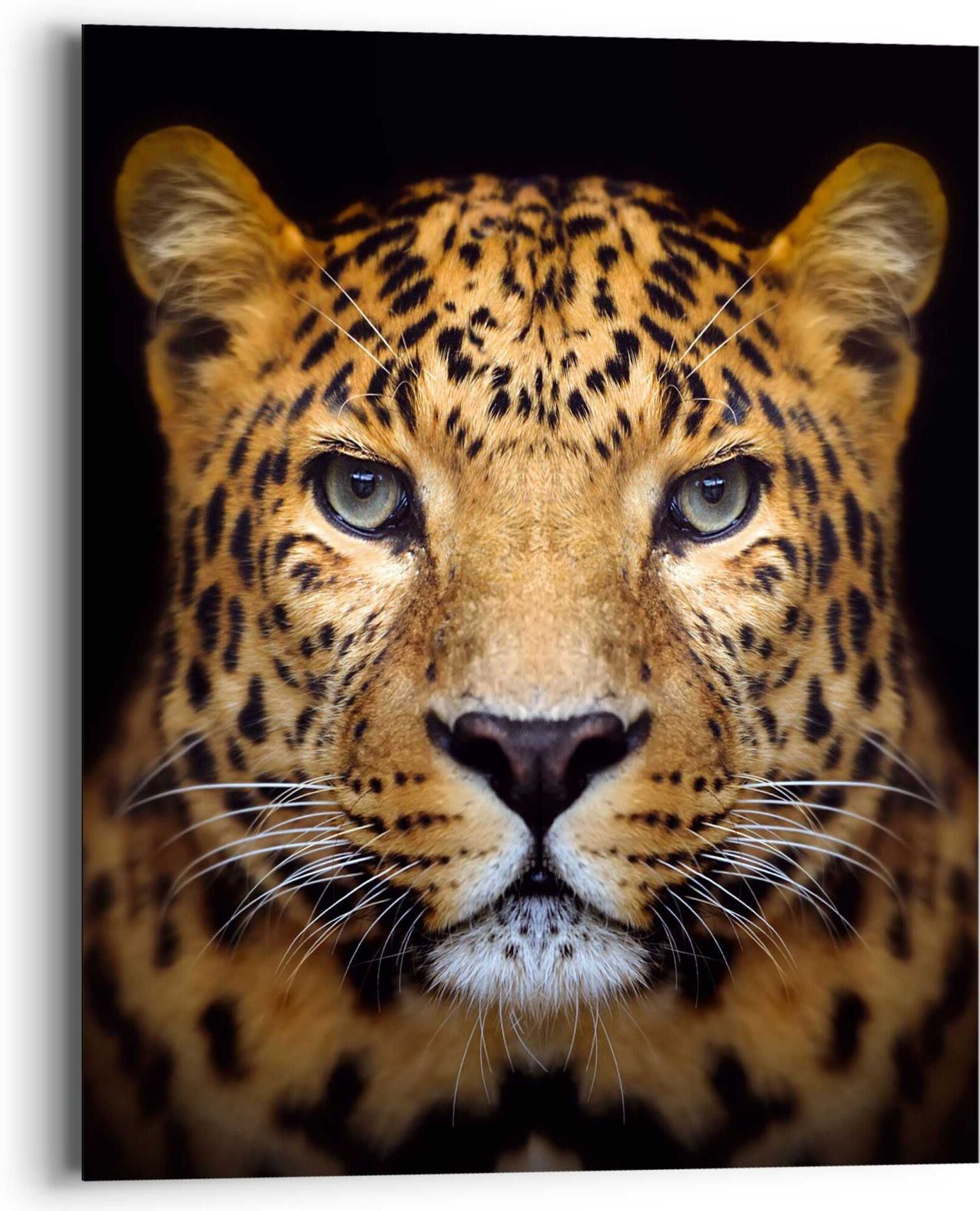 Reinders! Wandbild REINDERS "Wandbild Leopard Kräftig - Panther - Raubetier - Gefleckt", braun (farbe bild(er): braun), B:40cm H:50cm, MDF, Bilder, Wandbild farbe bild(er): braun B/H/T: 40cm x 50cm, Leopard, 1 Stk.