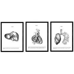 POSTER Set Mit 3 Herz, Leber, Lunge A4 Schwarzer Rahmen
