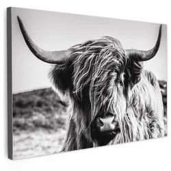LEINWANDBILD Kuh - Schottischer Hochländer - Schwarz - Weiß - Tier - Natur - Wildtiere Wohnzimmer Groß 120x80 cm
