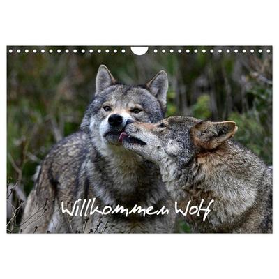 Willkommen Wolf (Wandkalender 2026 DIN A4 quer), CALVENDO Monatskalender