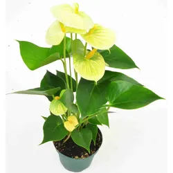 Gelbes Anthurium d12
